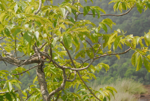 Sahyadri Vine Snake, Ahaetulla sahyadrensis
