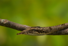 Ahaetulla sahyadrensis