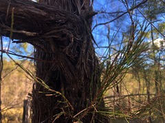 Allocasuarina inophloia