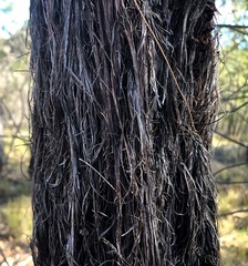 Allocasuarina inophloia