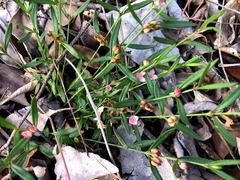 Cyanothamnus polygalifolius