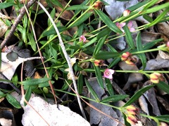 Cyanothamnus polygalifolius