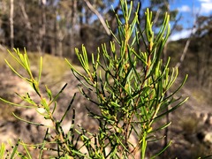 Boronia splendida