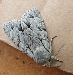 Acronicta psi