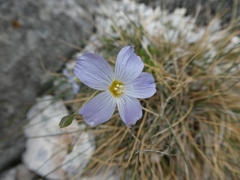 Linum alpinum