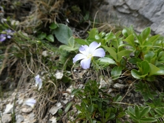 Linum alpinum