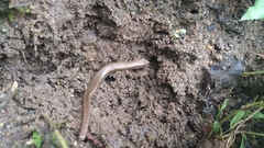 Riopa albopunctata
