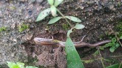 Riopa albopunctata