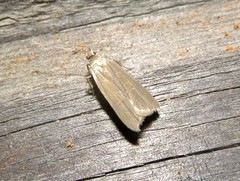 Acompsia cinerella