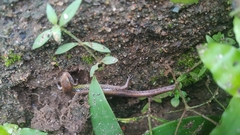 Riopa albopunctata