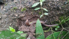 Riopa albopunctata