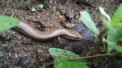 Riopa albopunctata