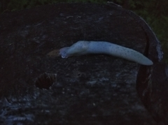 Limax cinereoniger