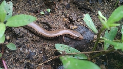Riopa albopunctata