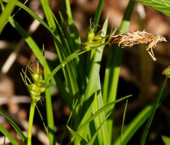 Carex longirostrata