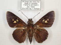 Zophopetes cerymica