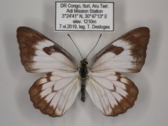 Belenois aurota aurota