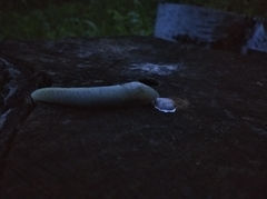 Limax cinereoniger