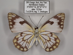 Belenois aurota aurota