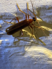 Dendroides ephemeroides