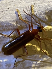 Dendroides ephemeroides