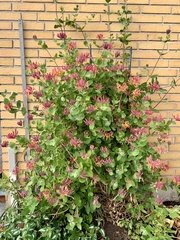 Lonicera sempervirens