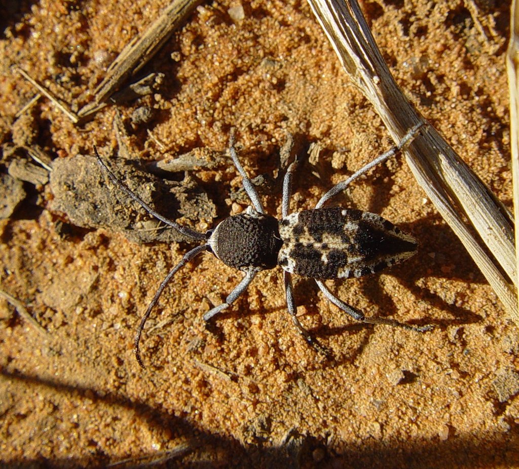 Microtragus senex