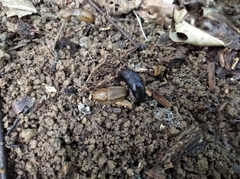 Limax cinereoniger