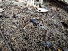 Limax cinereoniger