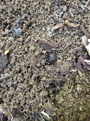 Limax cinereoniger