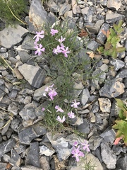 Phlox longifolia