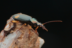 Chlaenius bioculatus