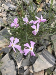 Phlox longifolia
