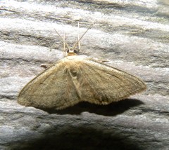 Scopula virgulata