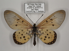 Acraea neobule neobule