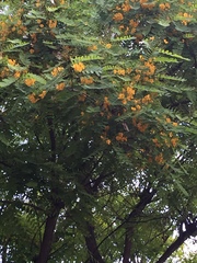 Tipuana tipu