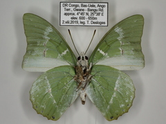 Charaxes subornatus subornatus