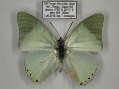 Charaxes subornatus subornatus