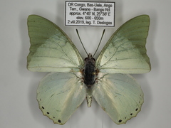 Charaxes subornatus subornatus