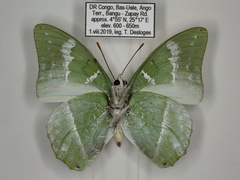 Charaxes subornatus subornatus