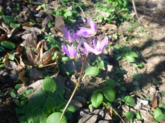 Dodecatheon