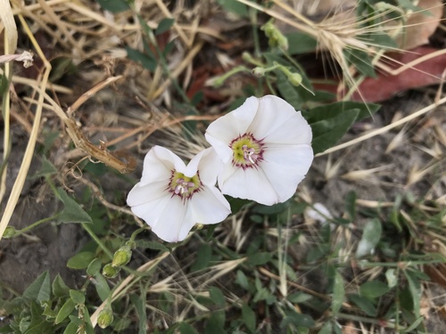 Convolvulus arvensis iNat (3)