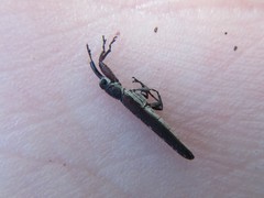 Belini