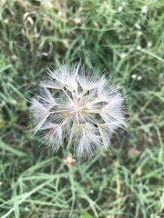 Tragopogon graminifolius