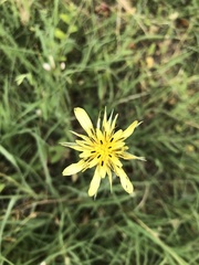 Tragopogon graminifolius