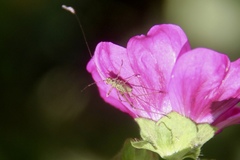 Phaneroptera