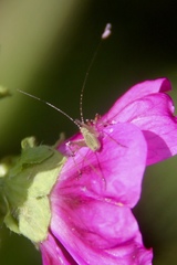 Phaneroptera