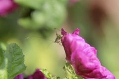 Phaneroptera