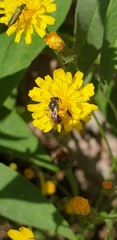 Lasioglossum leucozonium