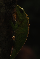Calotes nemoricola